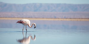 Lithium extraction solutions