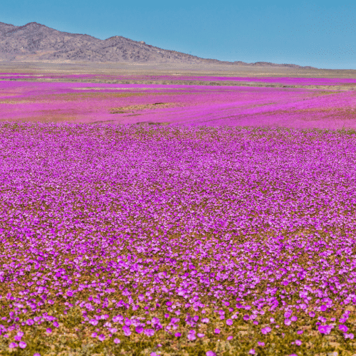 eliminates evaporation ponds